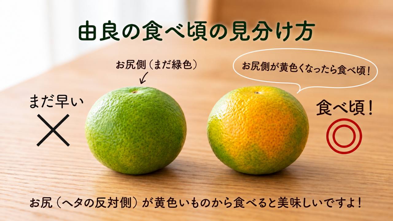由良の食べ頃の見分け方。お尻側（ヘタの反対側）がまだ緑色のものと、黄色くなった食べ頃のものの比較。お尻が黄色いものから食べると美味しいですよ。
